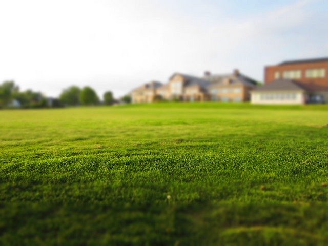 Trawy i trawniki